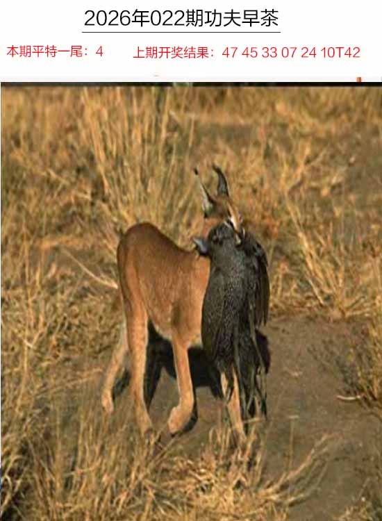 022期功夫早茶[图]